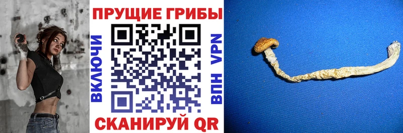 Псилоцибиновые грибы GOLDEN TEACHER Славянск-на-Кубани